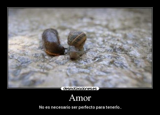 Amor - 