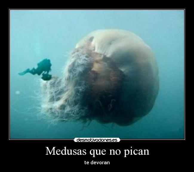 Medusas que no pican -