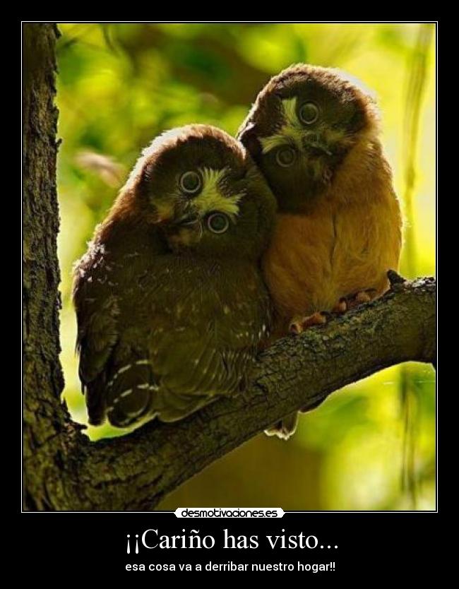 ¡¡Cariño has visto... -