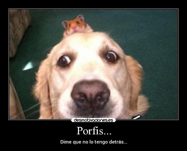 Porfis... - 
