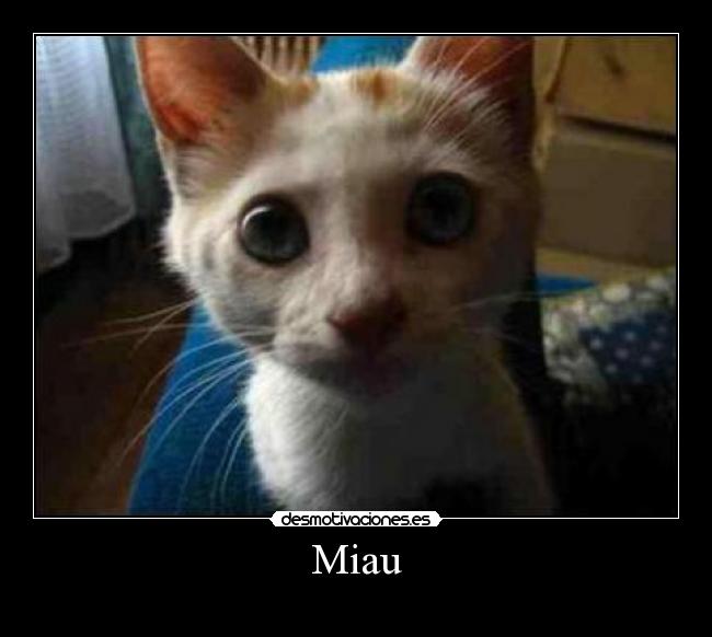 Miau -