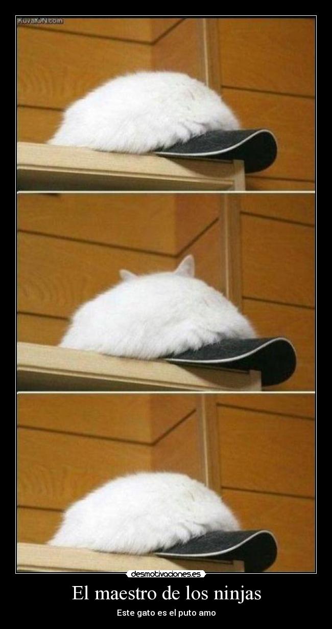 carteles gato ninja escondido desmotivaciones