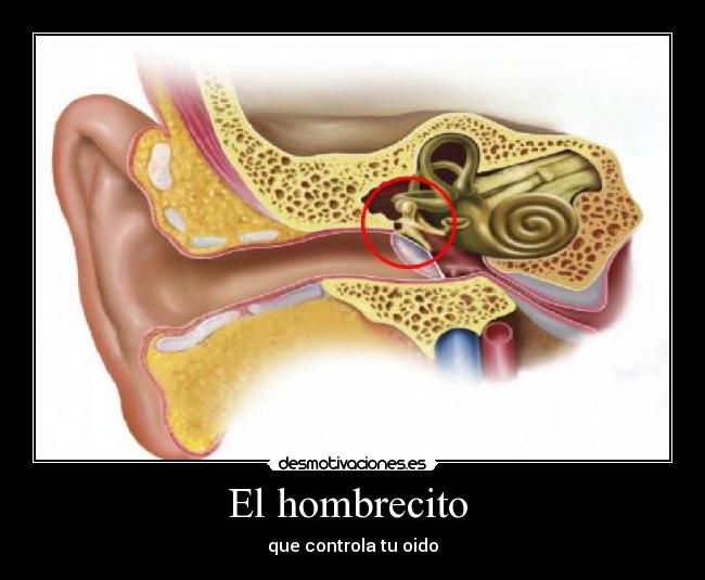 El hombrecito - que controla tu oido