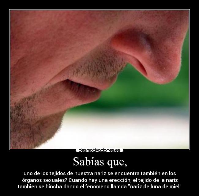 Sabías que, - uno de los tejidos de nuestra nariz se encuentra también en los
órganos sexuales? Cuando hay una erección, el tejido de la nariz
también se hincha dando el fenómeno llamda nariz de luna de miel