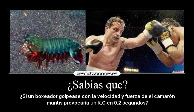 ¿Sabias que? - ¿Si un boxeador golpease con la velocidad y fuerza de el camarón
mantis provocaría un K.O en 0.2 segundos?