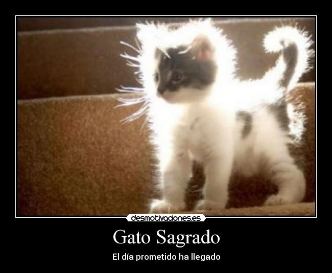 carteles gato sagrado walt_k desmotivaciones