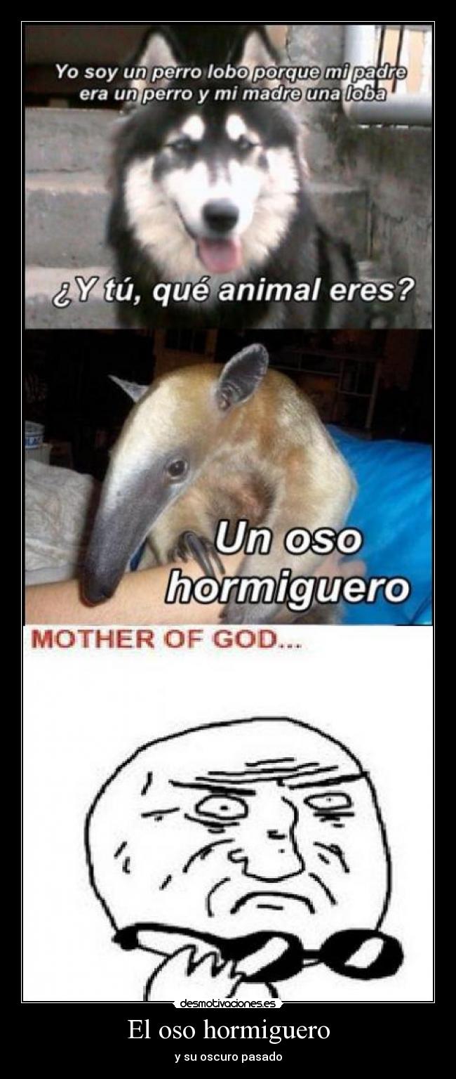 El oso hormiguero -