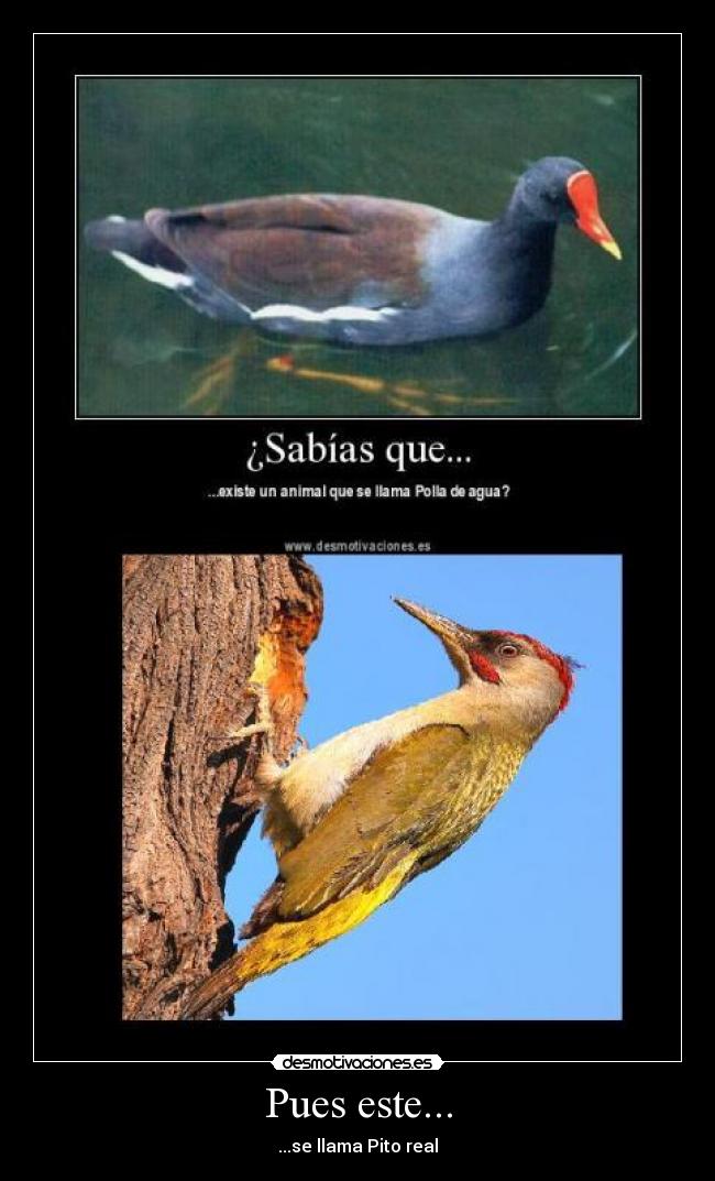 Pues este... - ...se llama Pito real