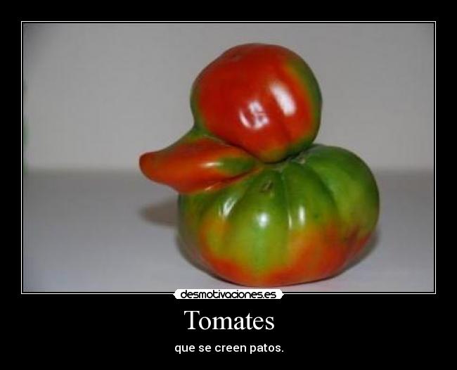 Tomates - que se creen patos.