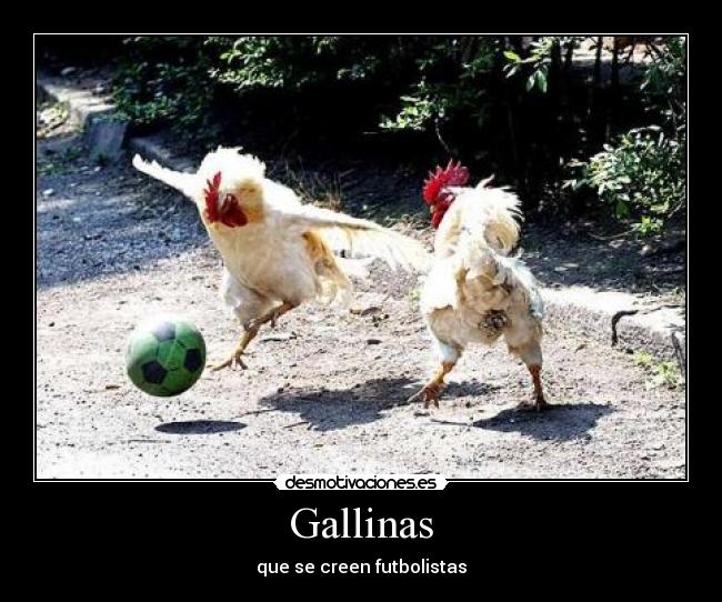 carteles gallinas que creen futbolistas futbol desmotivaciones