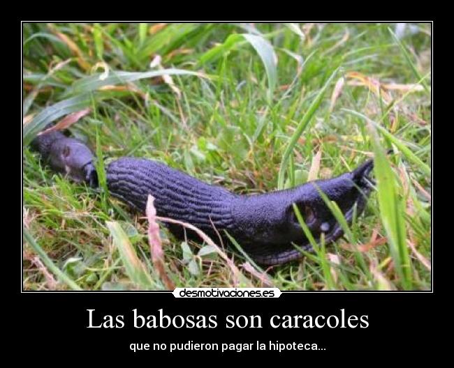 Las babosas son caracoles - que no pudieron pagar la hipoteca...