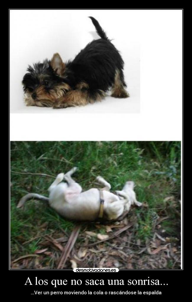 carteles sonrisa perro desmotivaciones