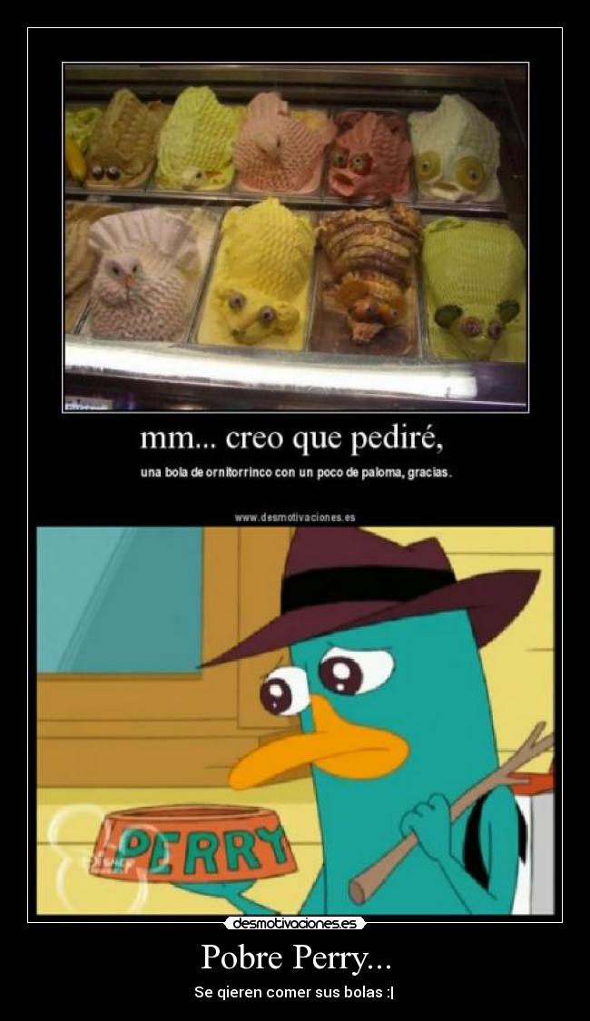 Pobre Perry... - Se qieren comer sus bolas :|