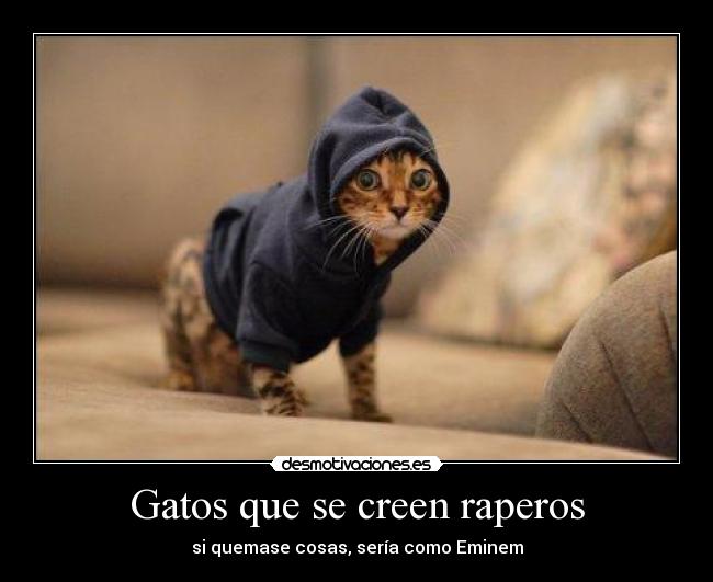 Gatos que se creen raperos - si quemase cosas, sería como Eminem