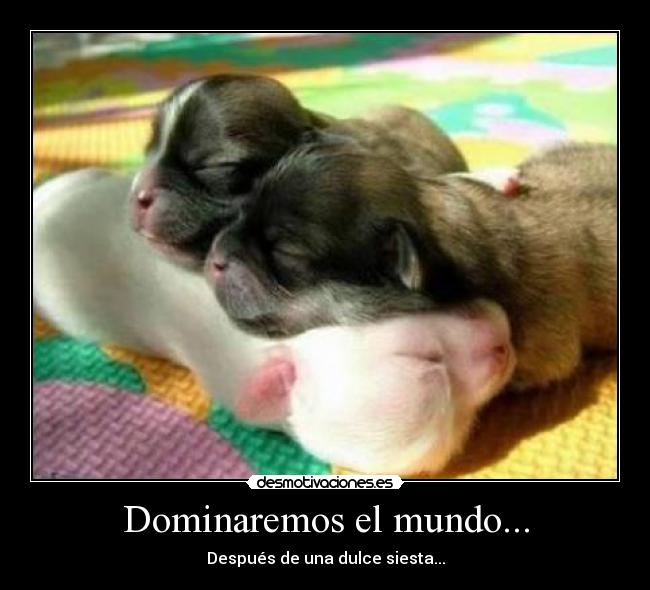 Dominaremos el mundo... - Después de una dulce siesta...