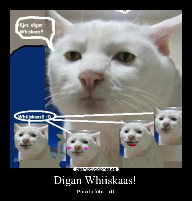 Digan Whiiskaas! - Para la foto .. xD