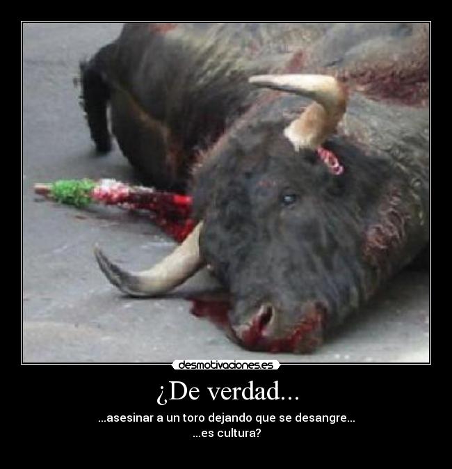 ¿De verdad... - ...asesinar a un toro dejando que se desangre...
...es cultura?