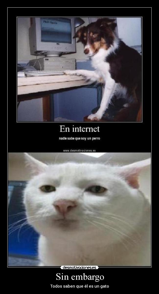 Sin embargo - Todos saben que él es un gato