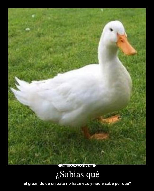 carteles sabias que desmotivaciones