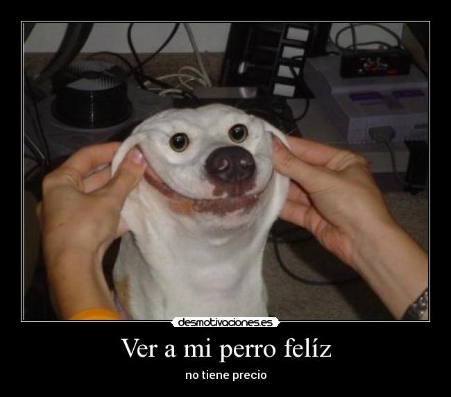 Ver a mi perro felíz -
