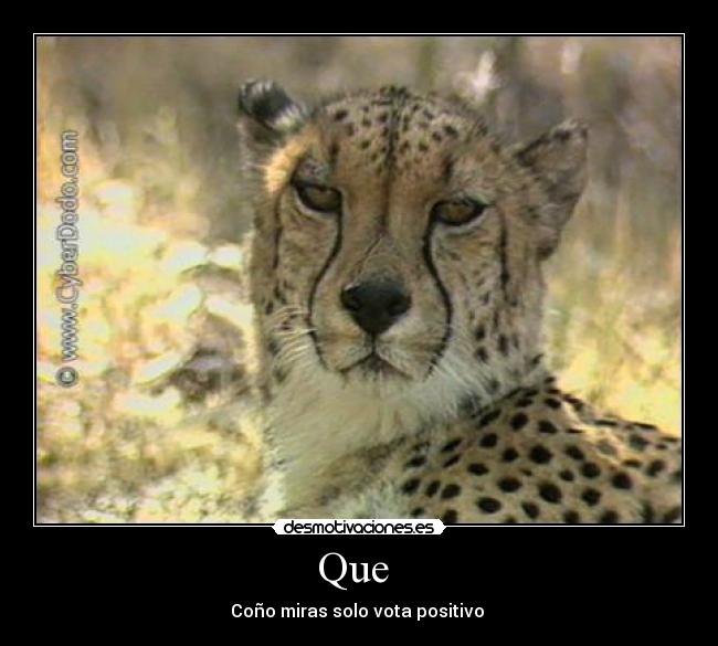 Que - Coño miras solo vota positivo