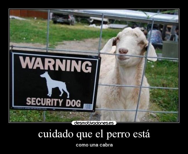 cuidado que el perro está - como una cabra