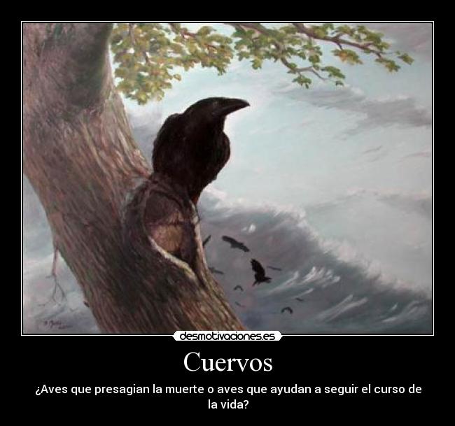 Cuervos - ¿Aves que presagian la muerte o aves que ayudan a seguir el curso de la vida?