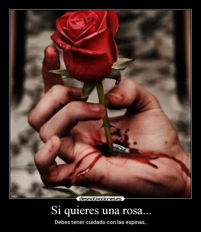 Si quieres una rosa... -