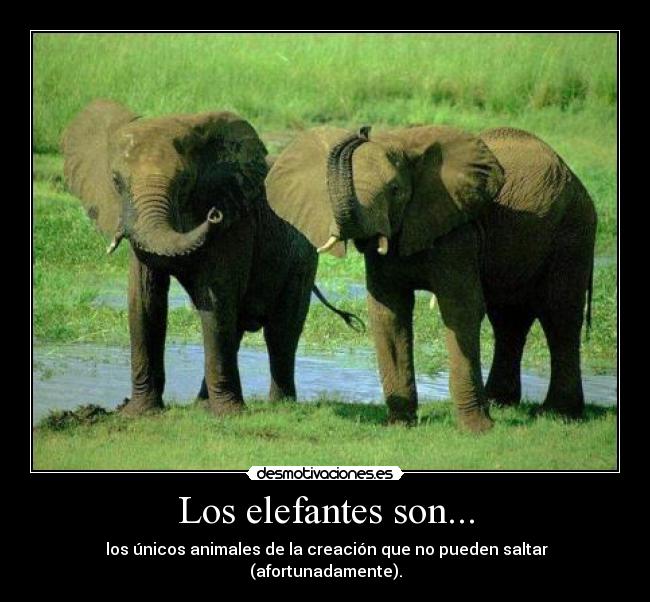 Los elefantes son... -