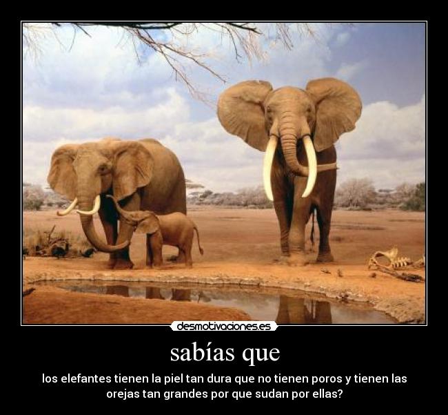 sabías que - los elefantes tienen la piel tan dura que no tienen poros y tienen las
orejas tan grandes por que sudan por ellas?