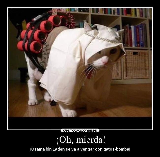 ¡Oh, mierda! - ¡Osama bin Laden se va a vengar con gatos-bomba!
