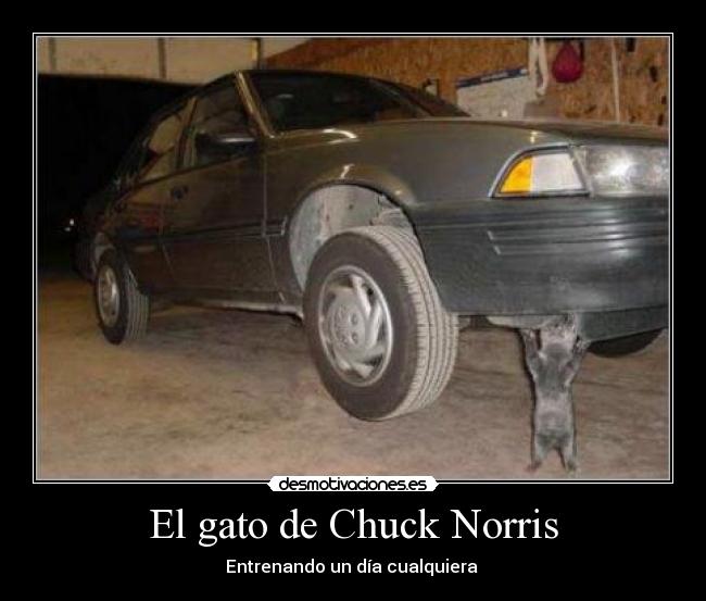 El gato de Chuck Norris -