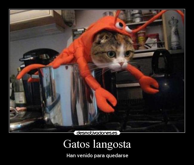 Gatos langosta - Han venido para quedarse