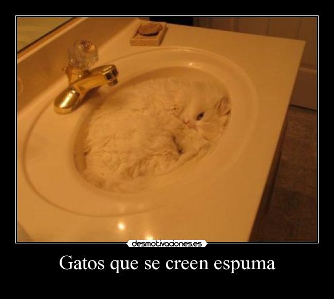 Gatos que se creen espuma -