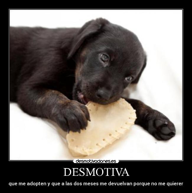 DESMOTIVA - que me adopten y que a las dos meses me devuelvan porque no me quieren