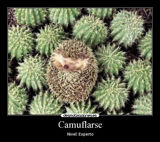 Camuflarse - Nivel: Experto