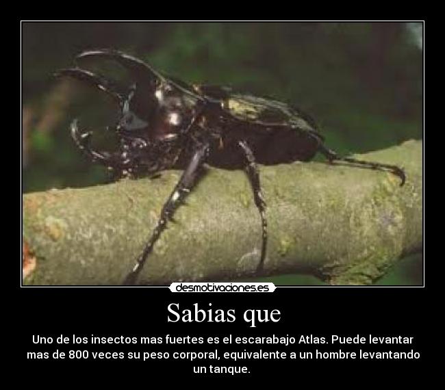 Sabias que - Uno de los insectos mas fuertes es el escarabajo Atlas. Puede levantar
mas de 800 veces su peso corporal, equivalente a un hombre levantando
un tanque.