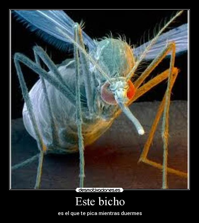 Este bicho - es el que te pica mientras duermes