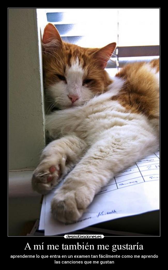 A mí me también me gustaría -