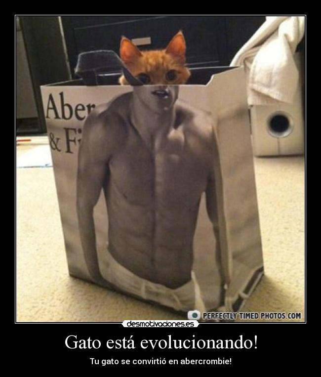 Gato está evolucionando! - 