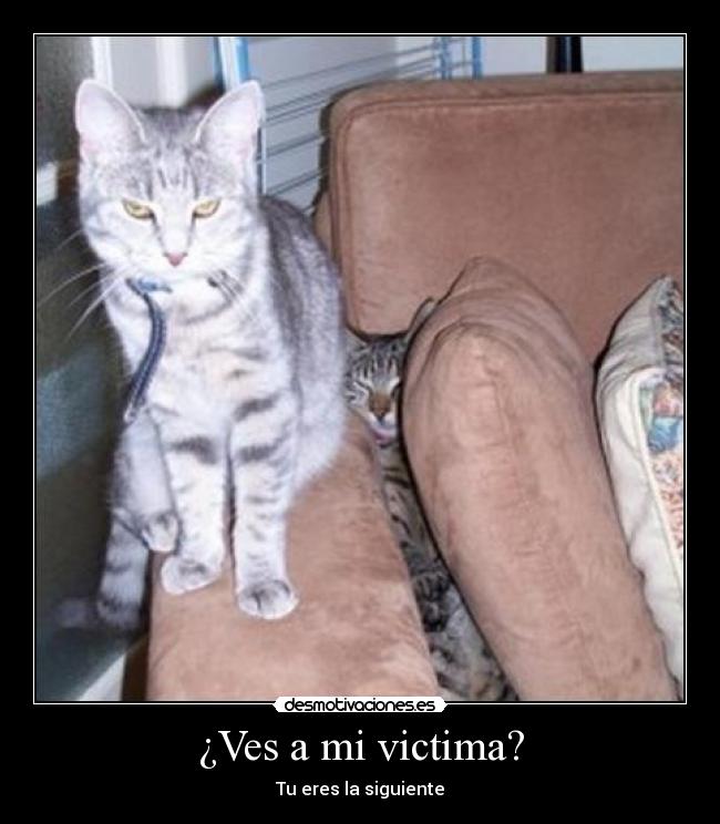 ¿Ves a mi victima? -