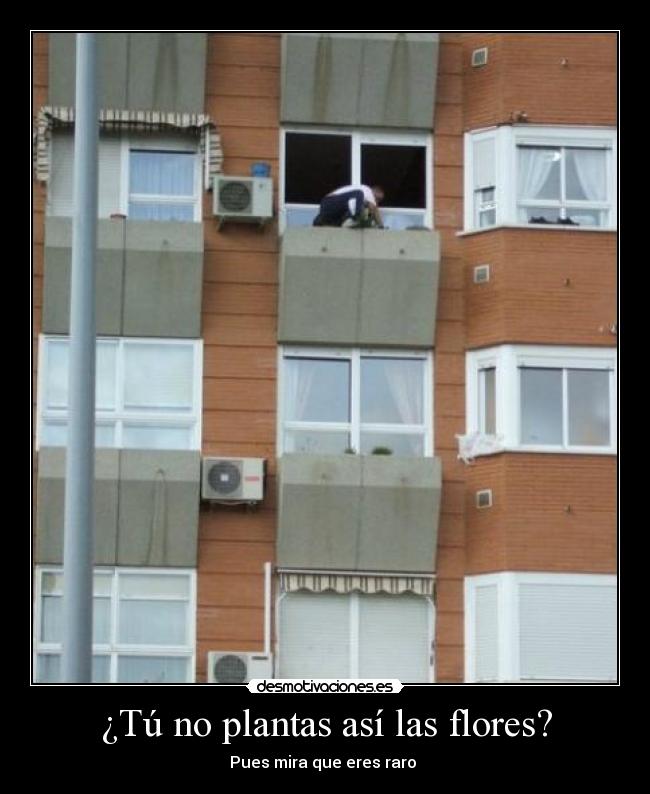 ¿Tú no plantas así las flores? -