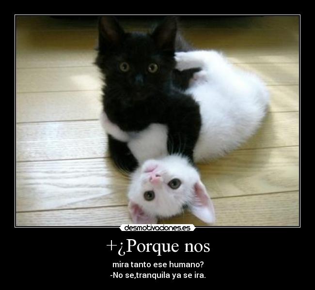 +¿Porque nos - mira tanto ese humano?
-No se,tranquila ya se ira.