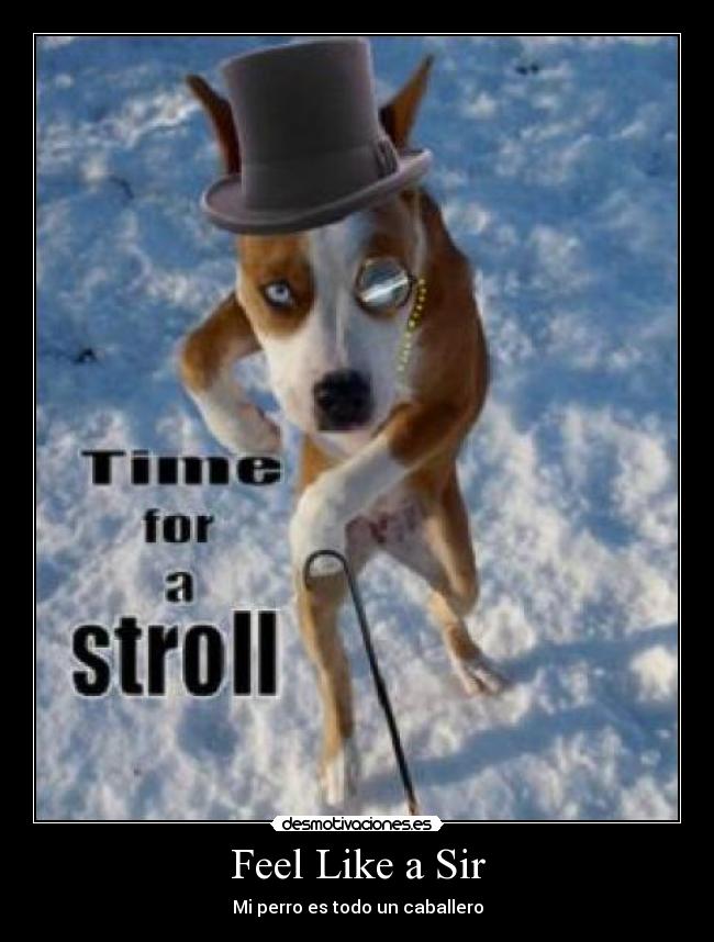 Feel Like a Sir - Mi perro es todo un caballero