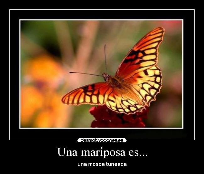 Una mariposa es... - una mosca tuneada