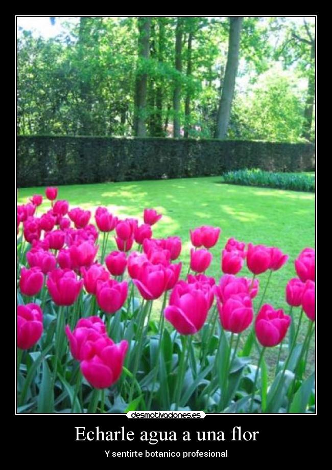 Echarle agua a una flor - Y sentirte botanico profesional