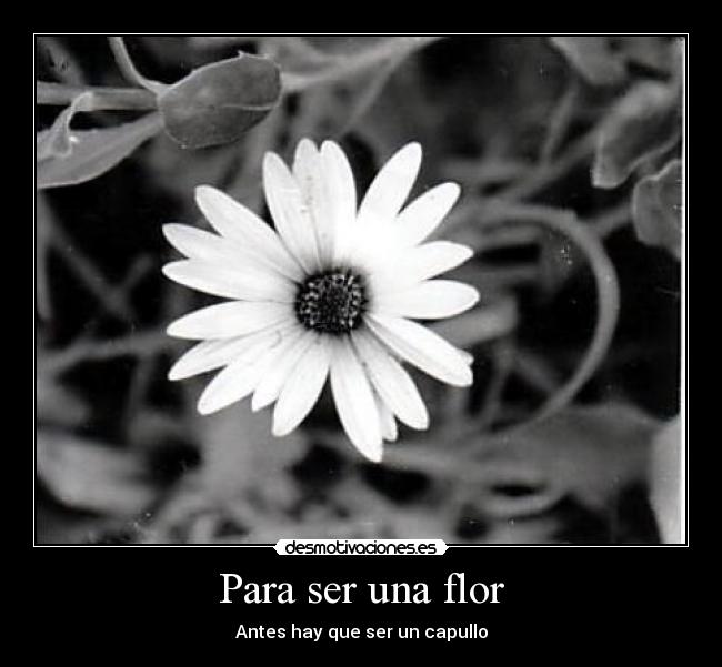 Para ser una flor - Antes hay que ser un capullo
