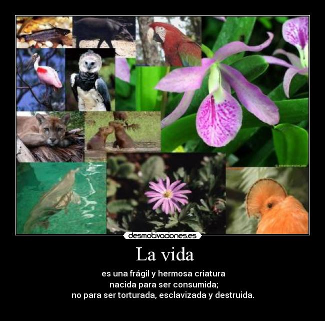 carteles vida vida desmotivaciones