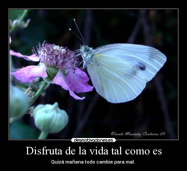 carteles vida mariposas desmotivaciones