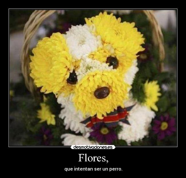 Flores, - que intentan ser un perro.